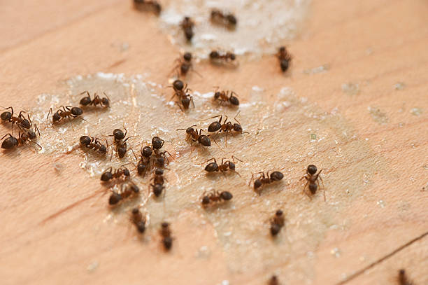 Best Best Pest Control Companies  in Morris Plains, NJ