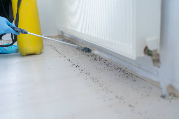 Best Cockroach Control Services  in Morris Plains, NJ