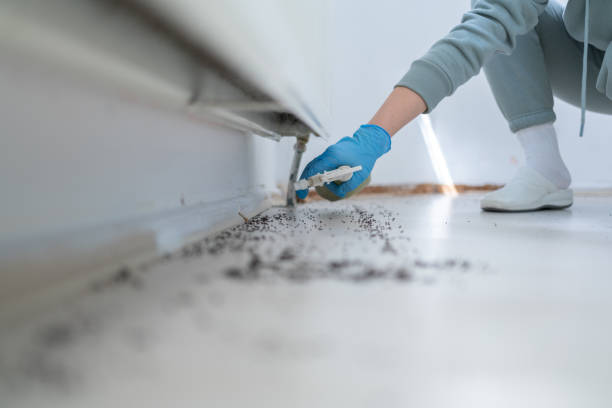 Best Insect Control  in Morris Plains, NJ